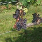 marcari_grapes