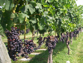 Macari Vineyards