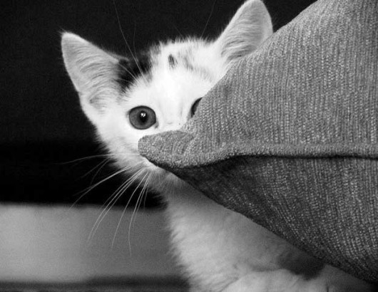 Peeking kitten